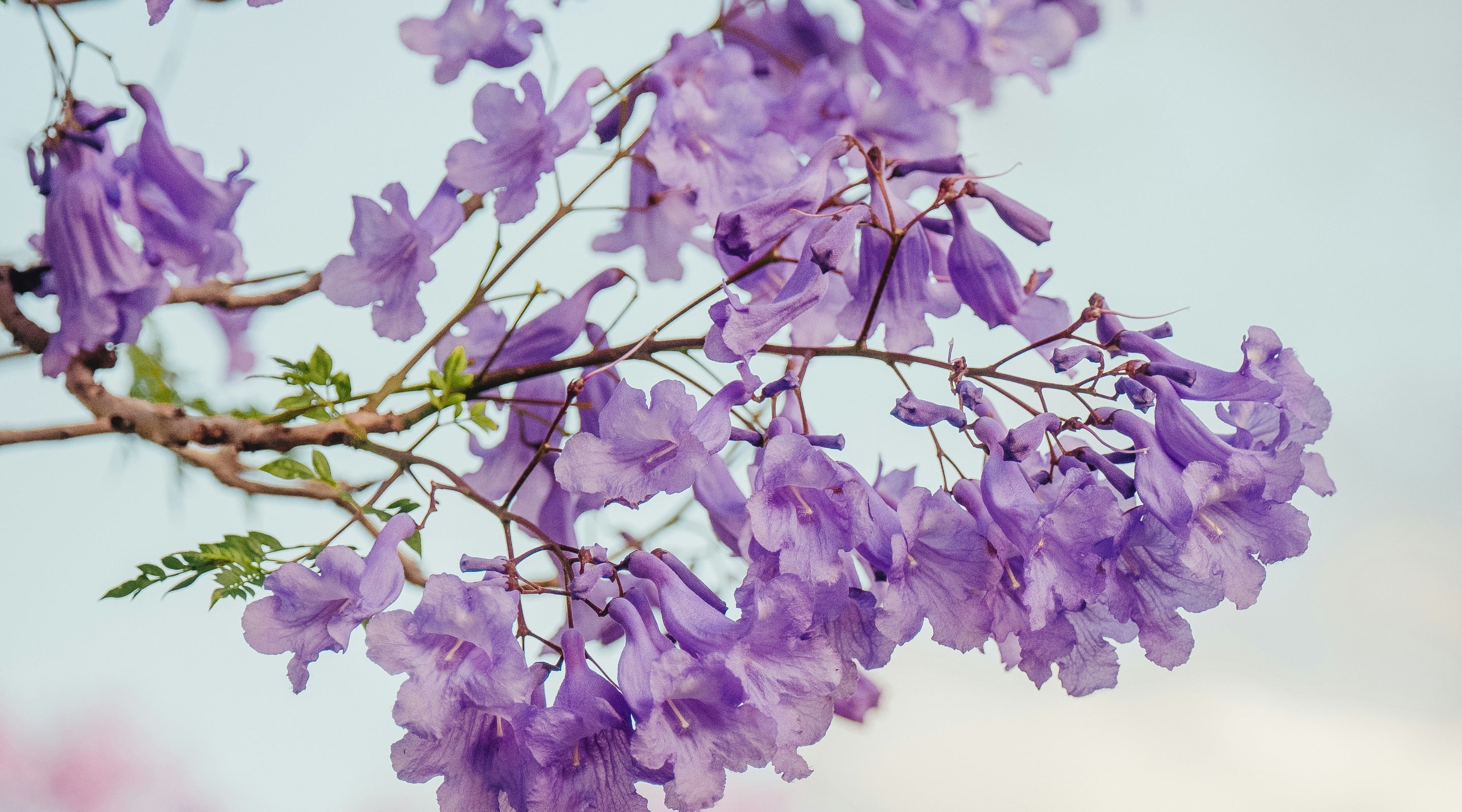 The Benefits Of Indigo Naturalis, A Chinese super-herb